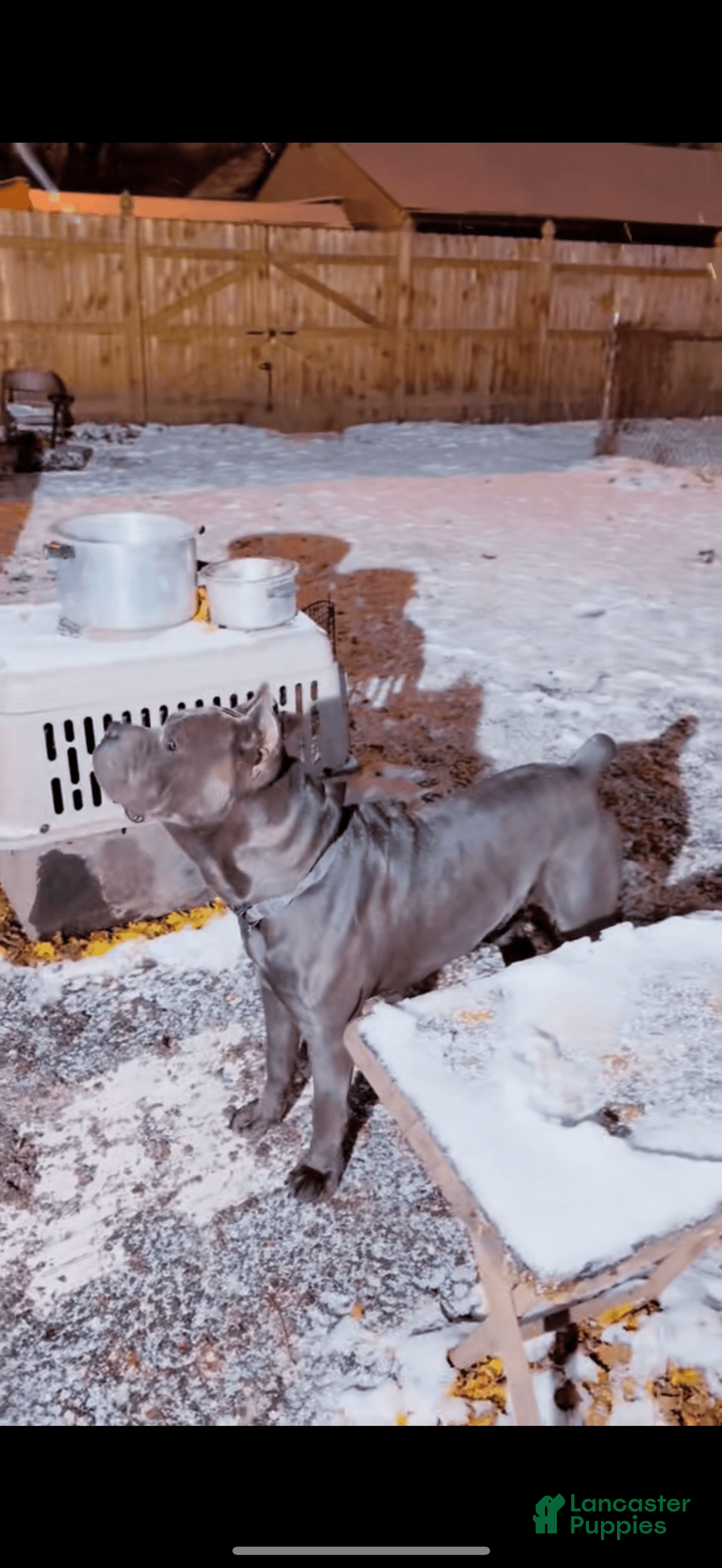 Cane Corso dogs for sale: Madonna - Image 12