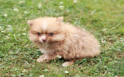 Pomeranian dogs for sale: Lane - Image 2