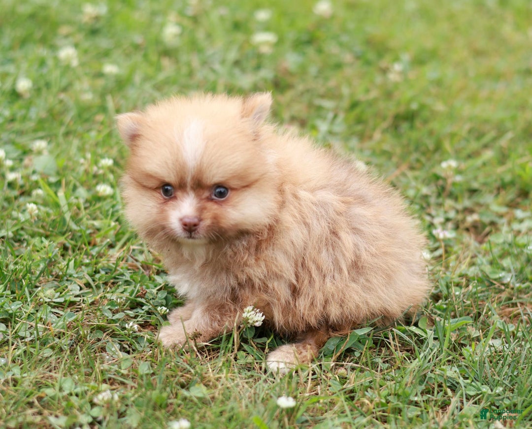 Pomeranian dogs for sale: Lane - Image 2
