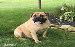 South African Boerboels dogs for sale: Honeycomb Ben - Image 1