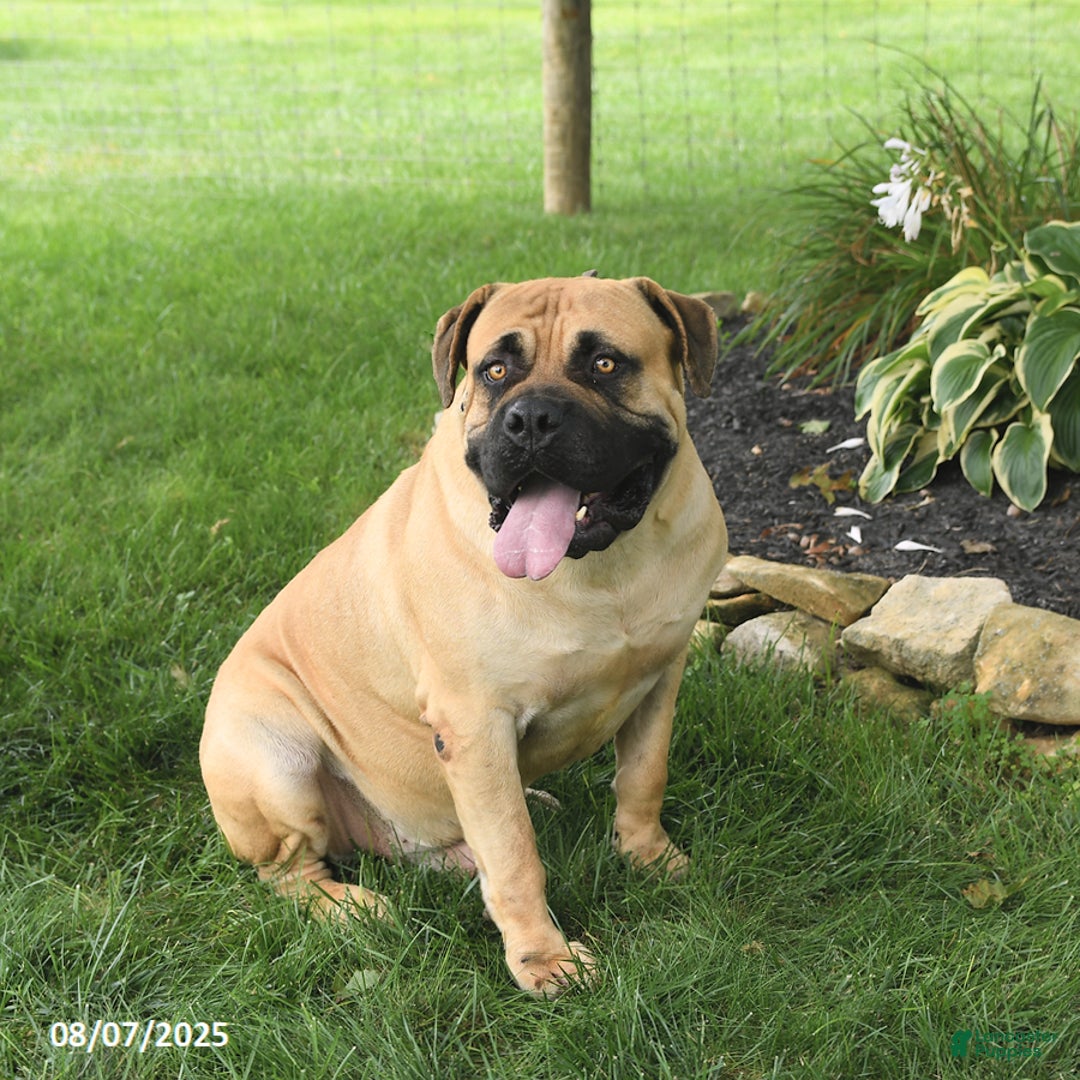 South African Boerboels dogs for sale: Honeycomb Ben - Image 1