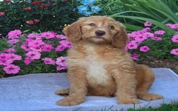 Goldendoodle dogs for sale: Rocky - Image 4