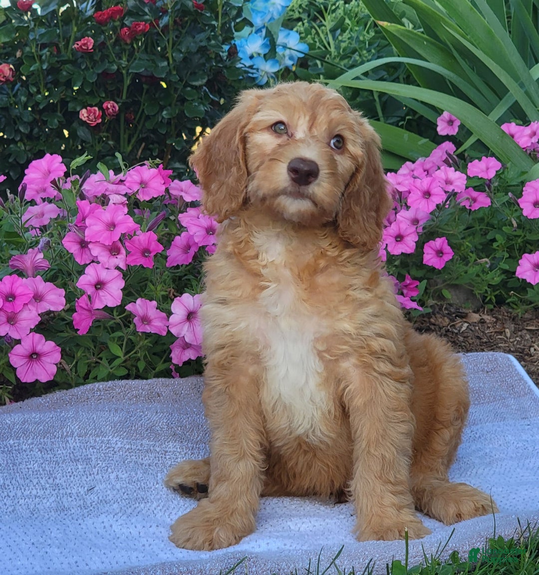 Goldendoodle dogs for sale: Rocky - Image 4
