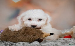 Bichon Frise dogs for sale: Bendict - Image 7