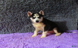Siberian Husky dogs for sale: Babe - Image 7