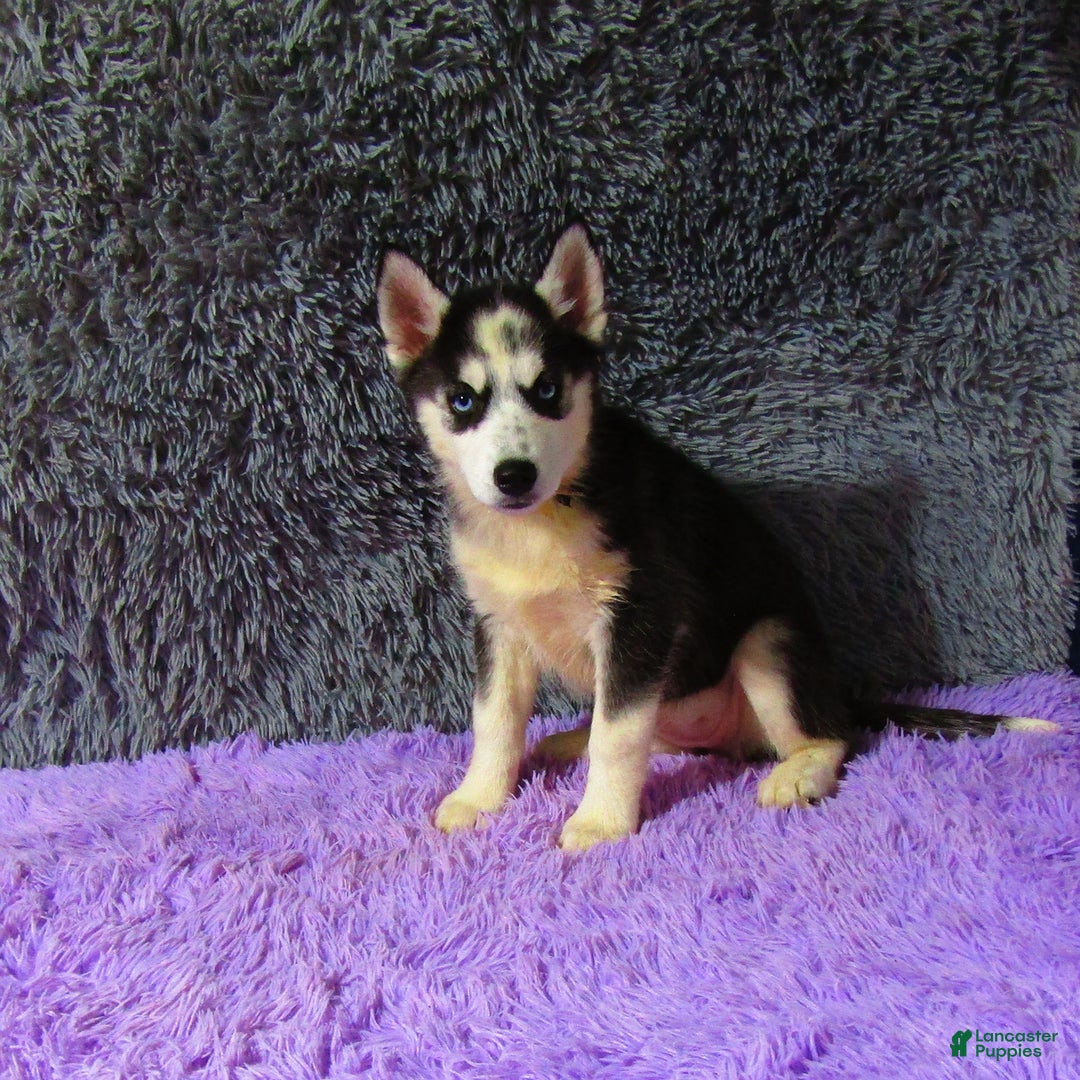 Siberian Husky dogs for sale: Babe - Image 7
