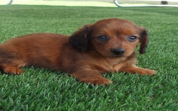 Miniature Dachshund dogs for sale: Abby - Image 1