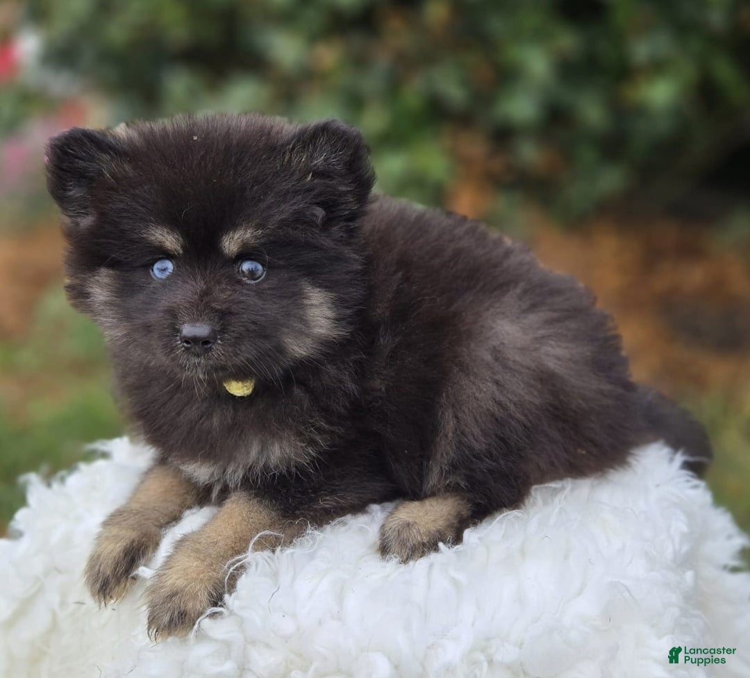 Pomsky dogs for sale: Tessa - Image 1