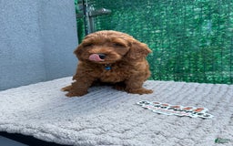 Mini Goldendoodle dogs for sale: Martin - Image 1