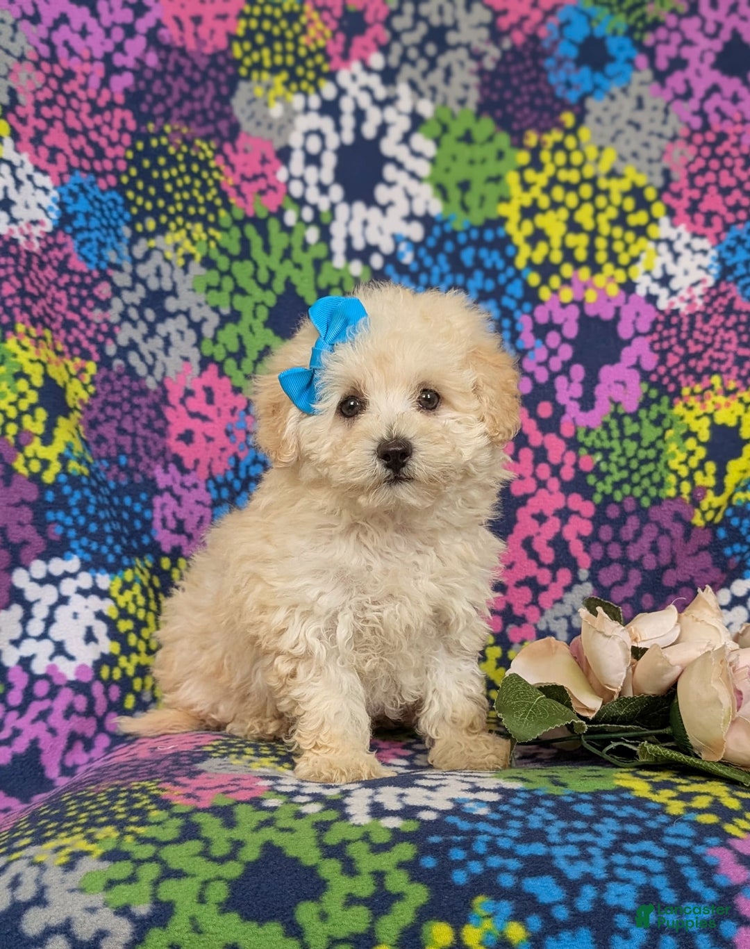 Miniature Poodle dogs for sale: Devon - Image 2