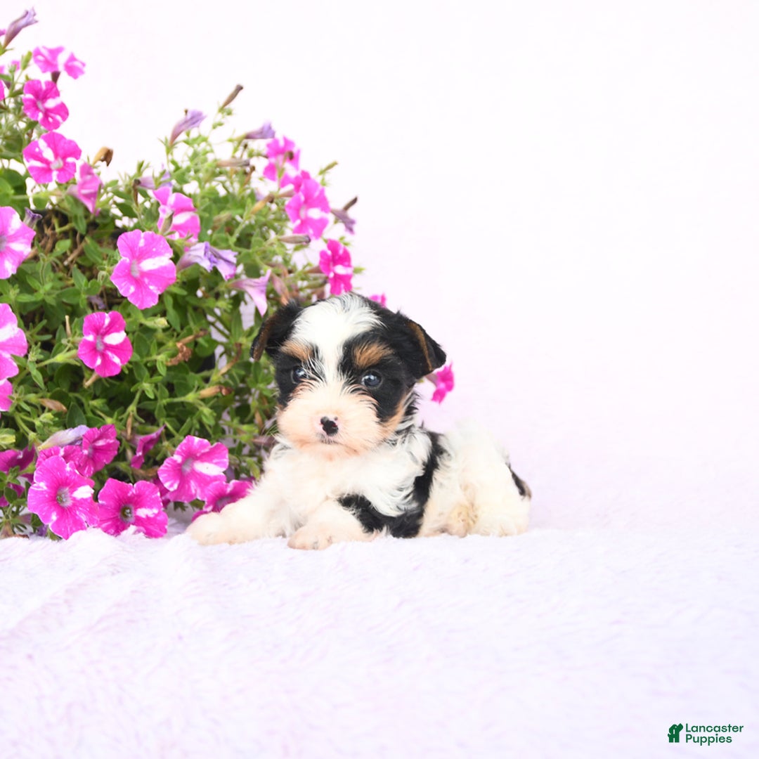 Yorkshire Terrier dogs for sale: Yorkshire Terrier 3 puppies - Image 3