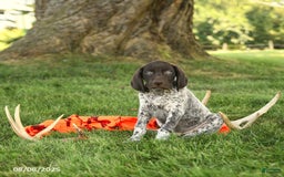 German Shorthaired Pointer dogs for sale: Brenden AKC - Image 3
