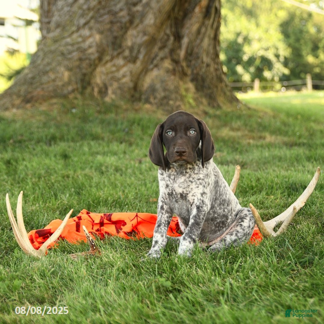 German Shorthaired Pointer dogs for sale: Brenden AKC - Image 3