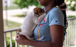 English Bulldog dogs for sale: Stella - Image 4