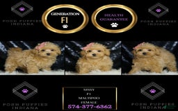 Maltipoo dogs for sale: Sissy - Image 1