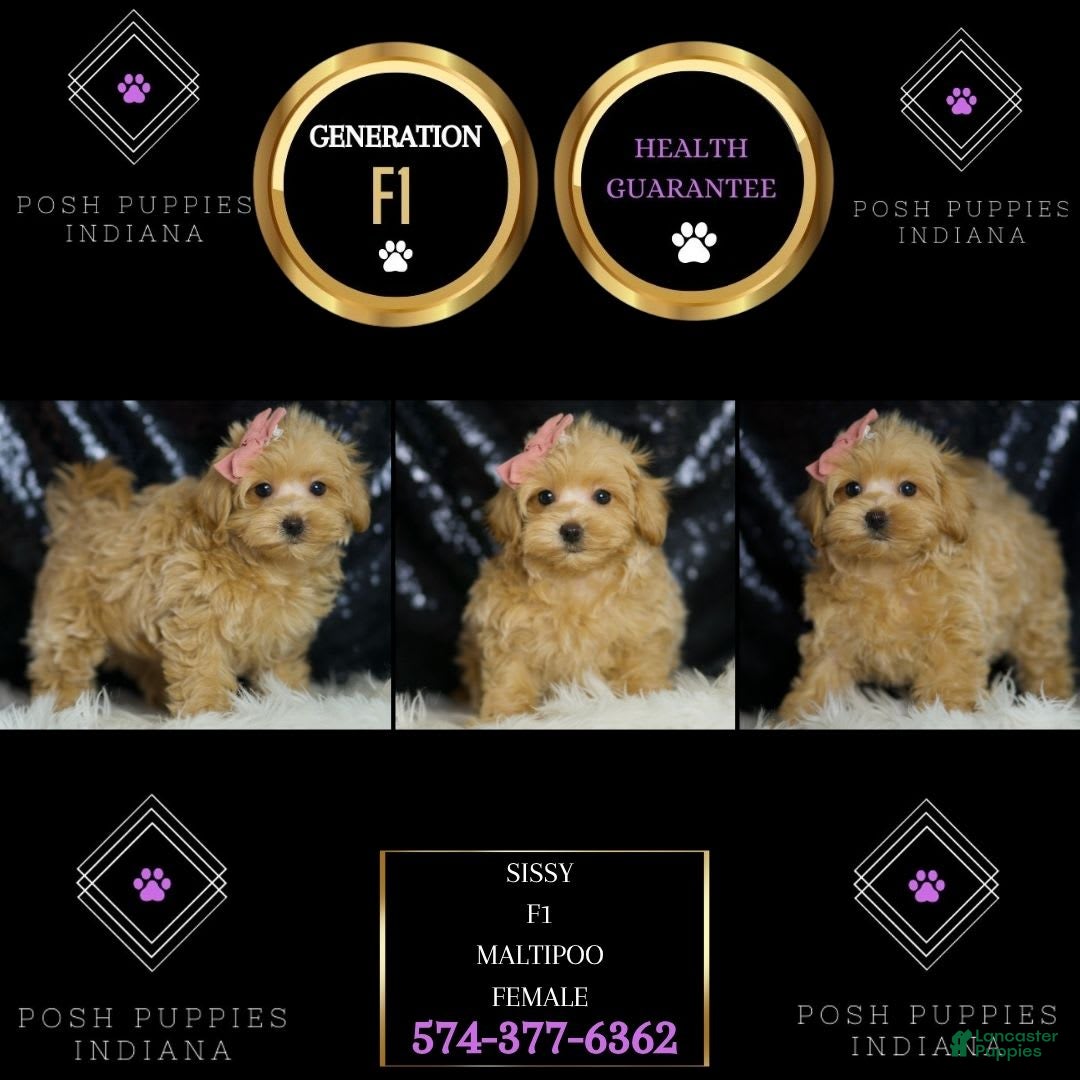 Maltipoo dogs for sale: Sissy - Image 1