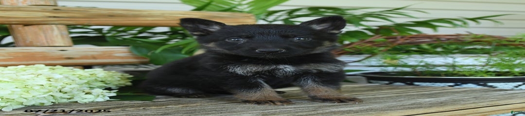 Mochi