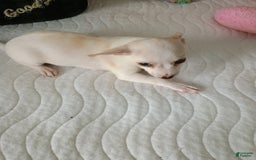 Chihuahua dogs for sale: Butters. Toy - Image 10