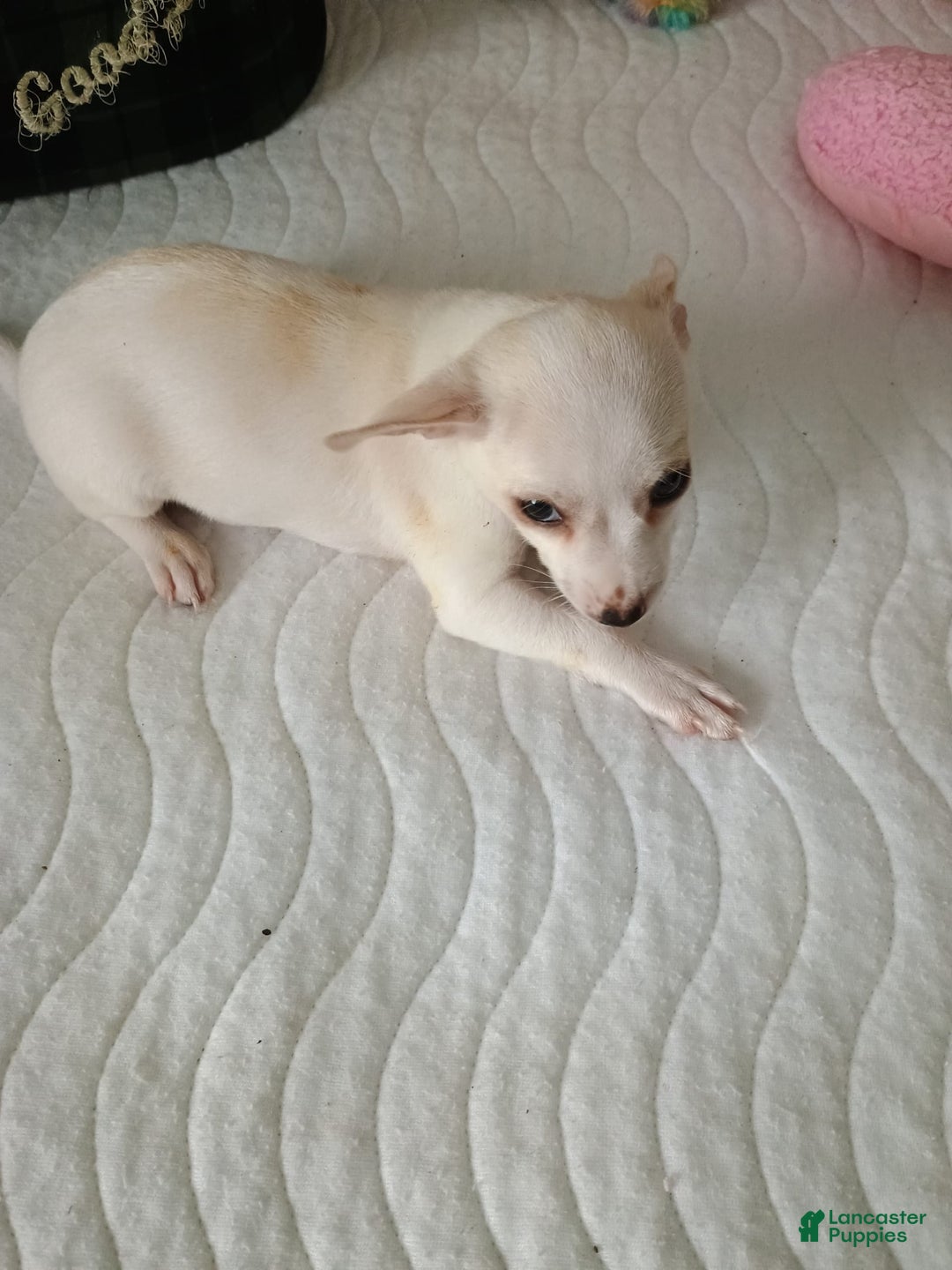 Chihuahua dogs for sale: Butters. Toy - Image 10