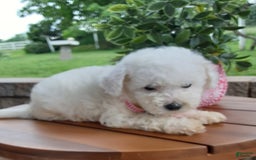 Bichpoo dogs for sale: Gigi - Image 13