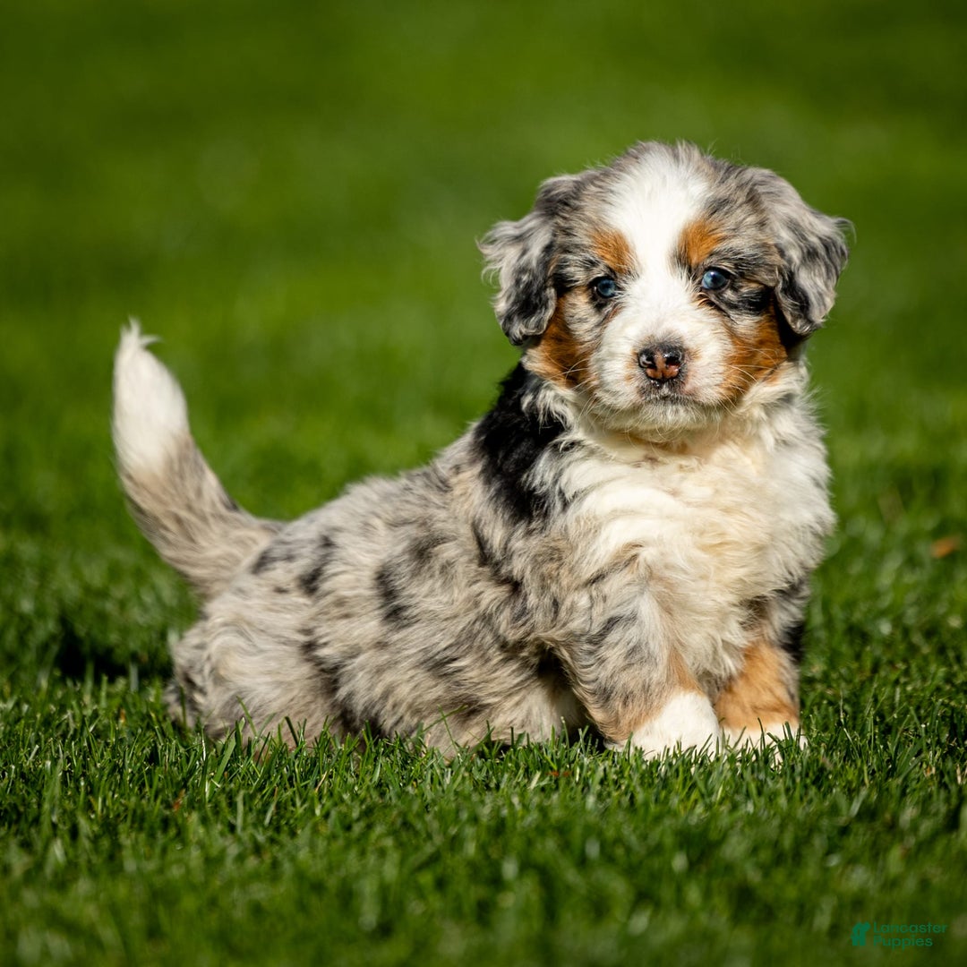 Mini Bernedoodle dogs for sale: Noli - Image 4