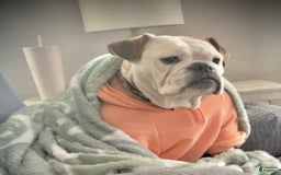English Bulldog dogs for sale: Archie - Image 9