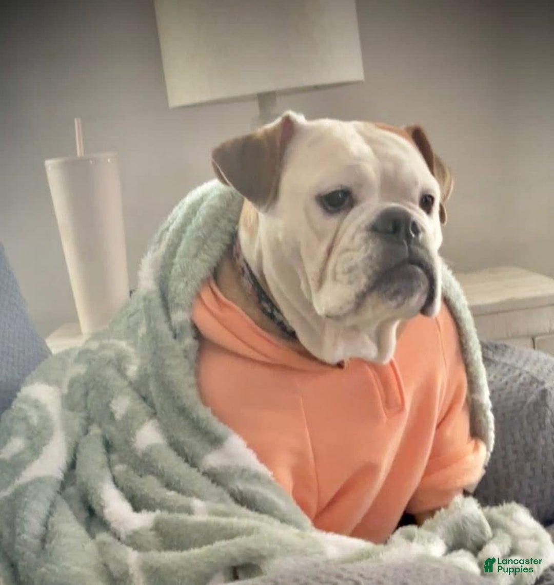 English Bulldog dogs for sale: Archie - Image 9
