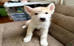 categoriesInfo:categoryAttributeOptions.pets.dogs.breed.akita dogs for sale: Champ - Image 21