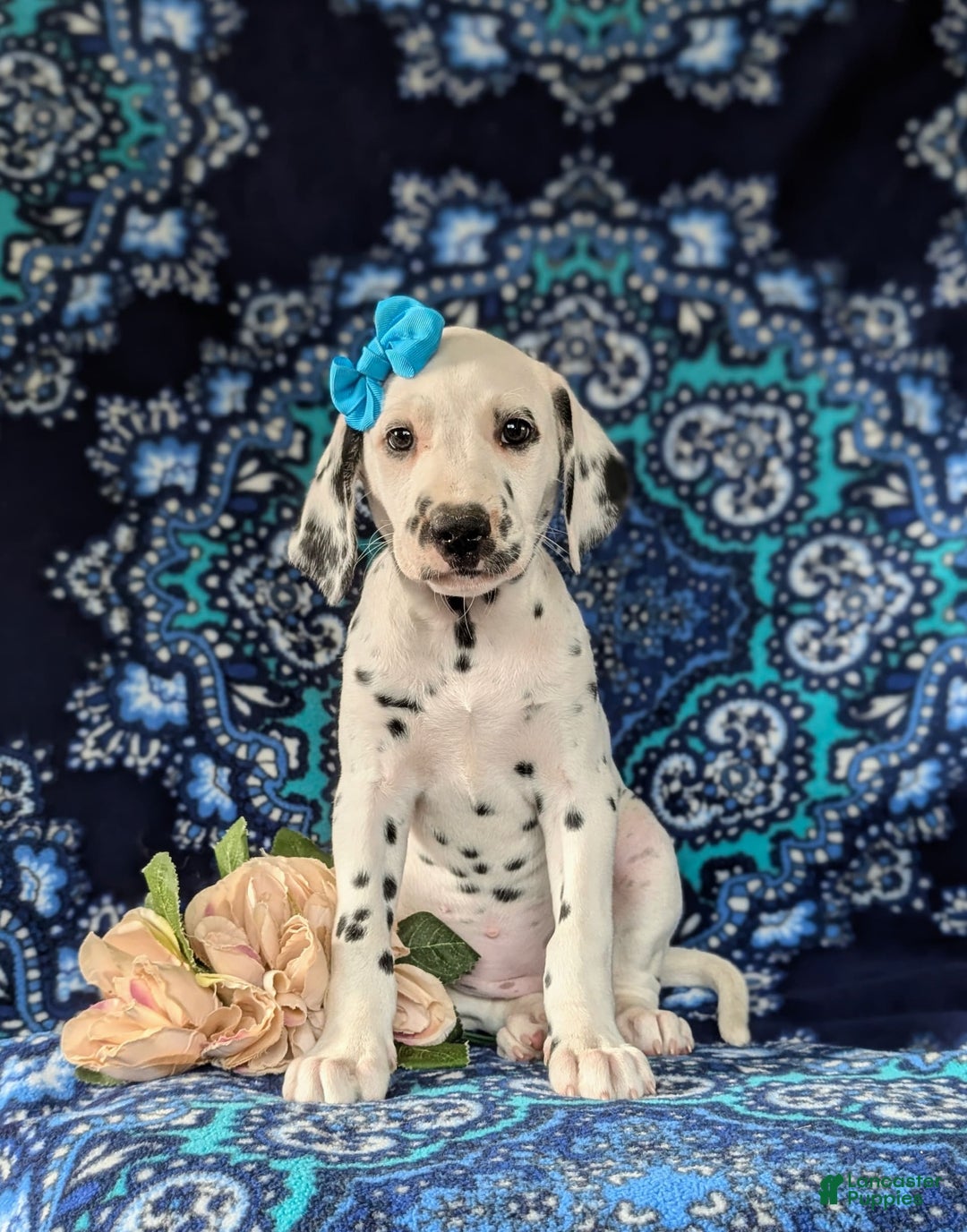 Dalmatian dogs for sale: Katrina - Image 1
