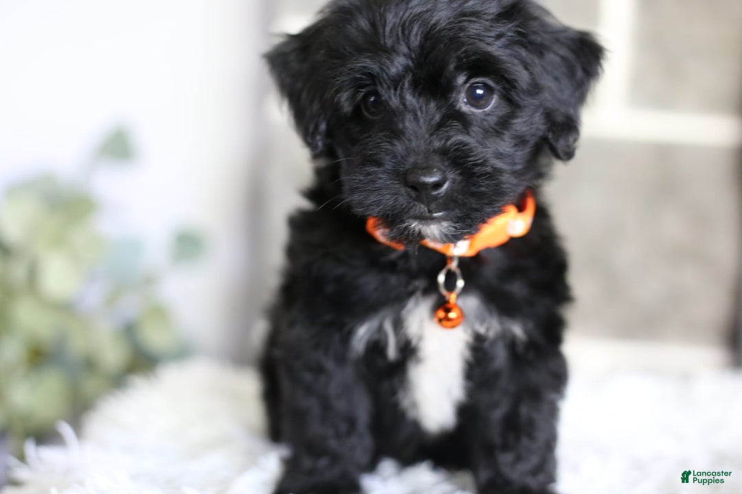 Yorkiepoo dogs for sale: Roo - Image 9