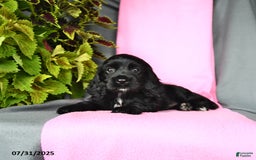 Cocker Spaniel dogs for sale: Emma - Image 3