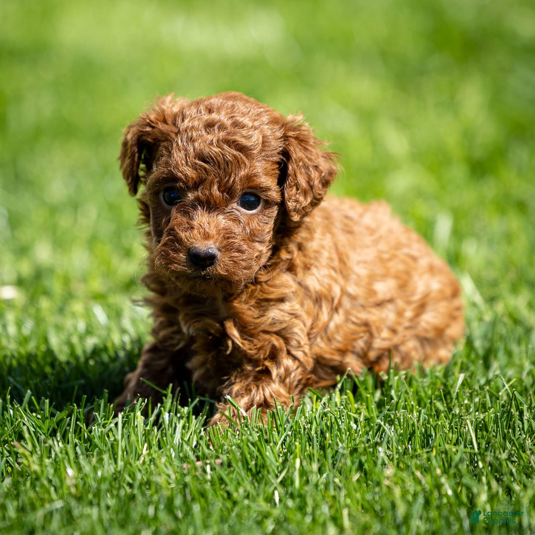 Toy Poodle dogs for sale: Ruby Belle - Image 3