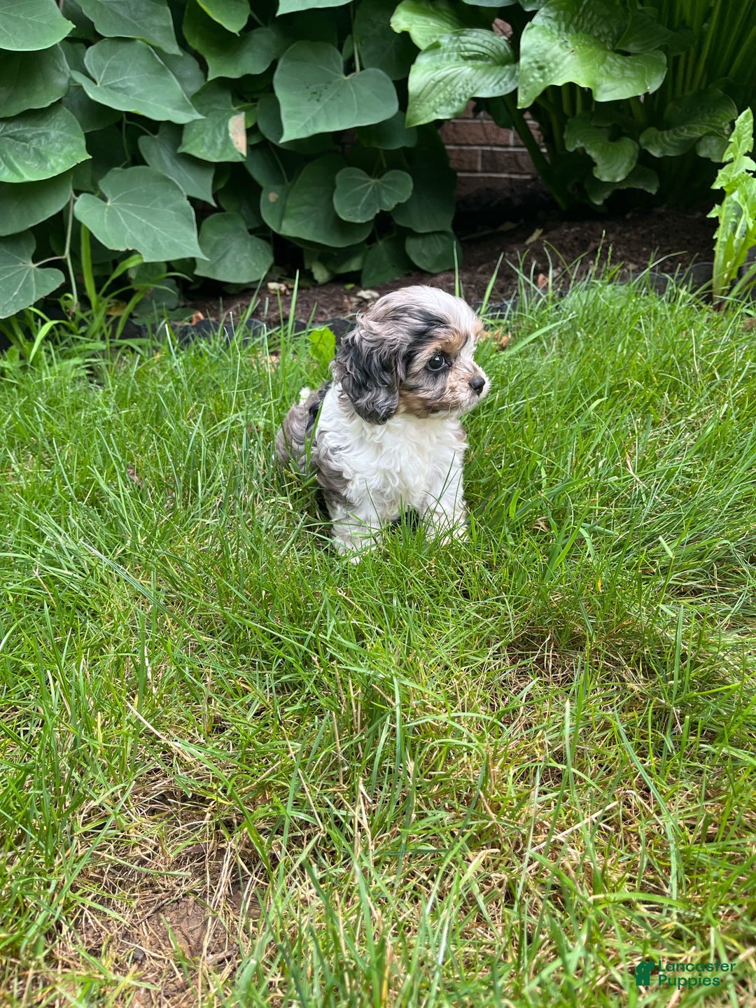 Cavapoo dogs for sale: Daisy - Image 8