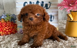 Cavapoo dogs for sale: Jewel - Image 3