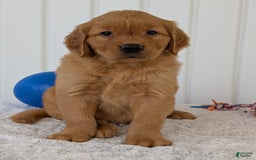 Golden Retriever dogs for sale: Hunter - Image 2