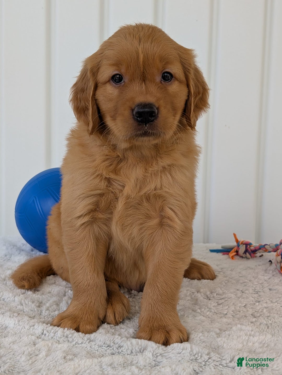 Golden Retriever dogs for sale: Hunter - Image 2