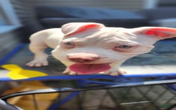 American Bully dogs for sale: Luna - Image 2