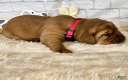 Labrador Retriever dogs for sale: Pink Girl - Image 1