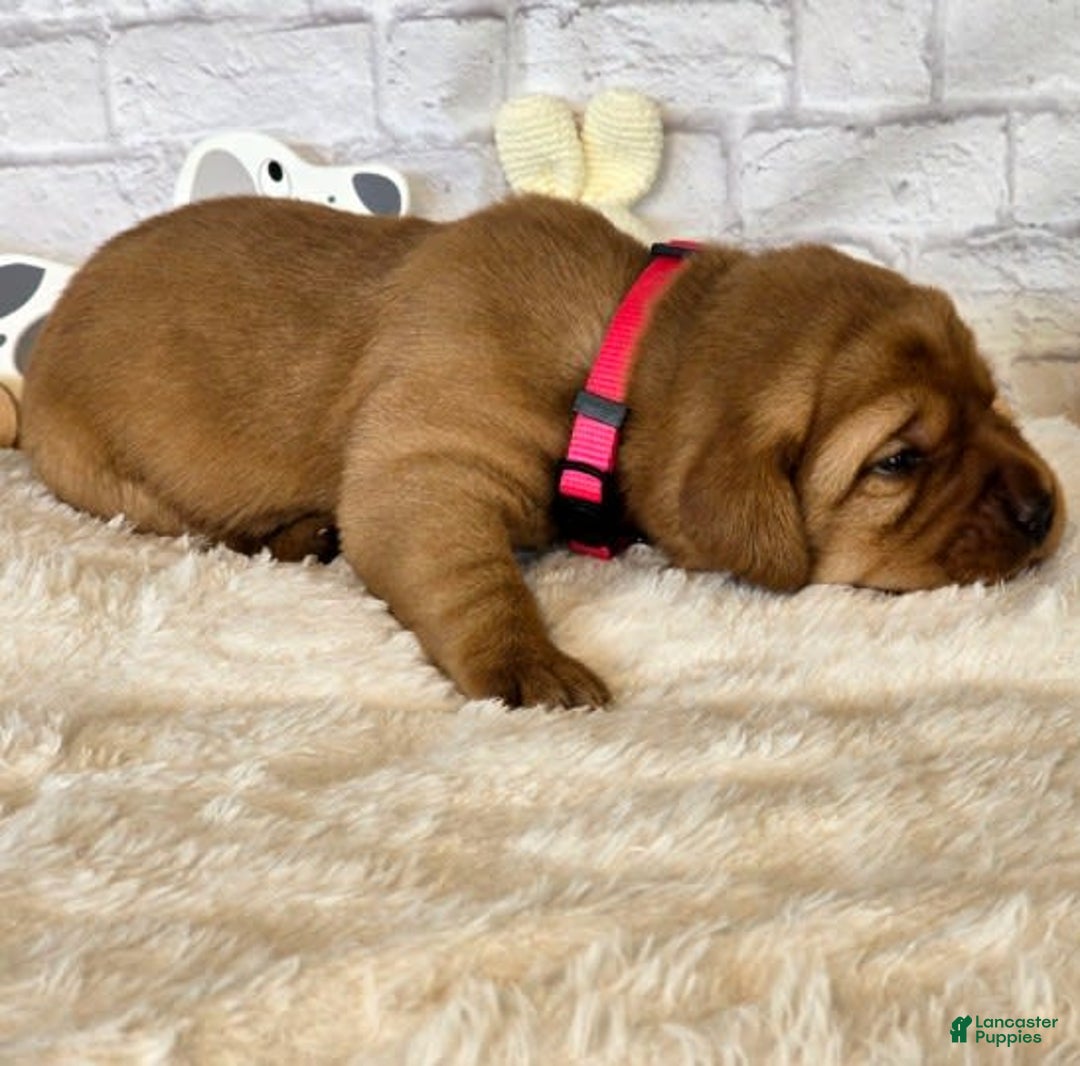 Labrador Retriever dogs for sale: Pink Girl - Image 1