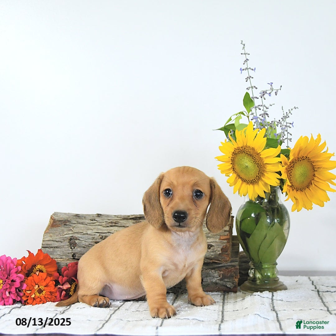 Miniature Dachshund dogs for sale: Macey - Image 4