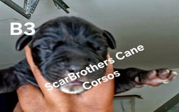 Cane Corso dogs for sale: Black - Image 5