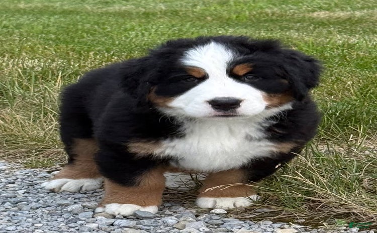 Bernese Mountain Dog dogs for sale - Ad 2