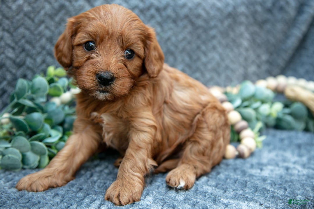 Cavapoo dogs for sale: Belle - Image 2