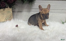 French Bulldog dogs for sale: Robo - Image 2