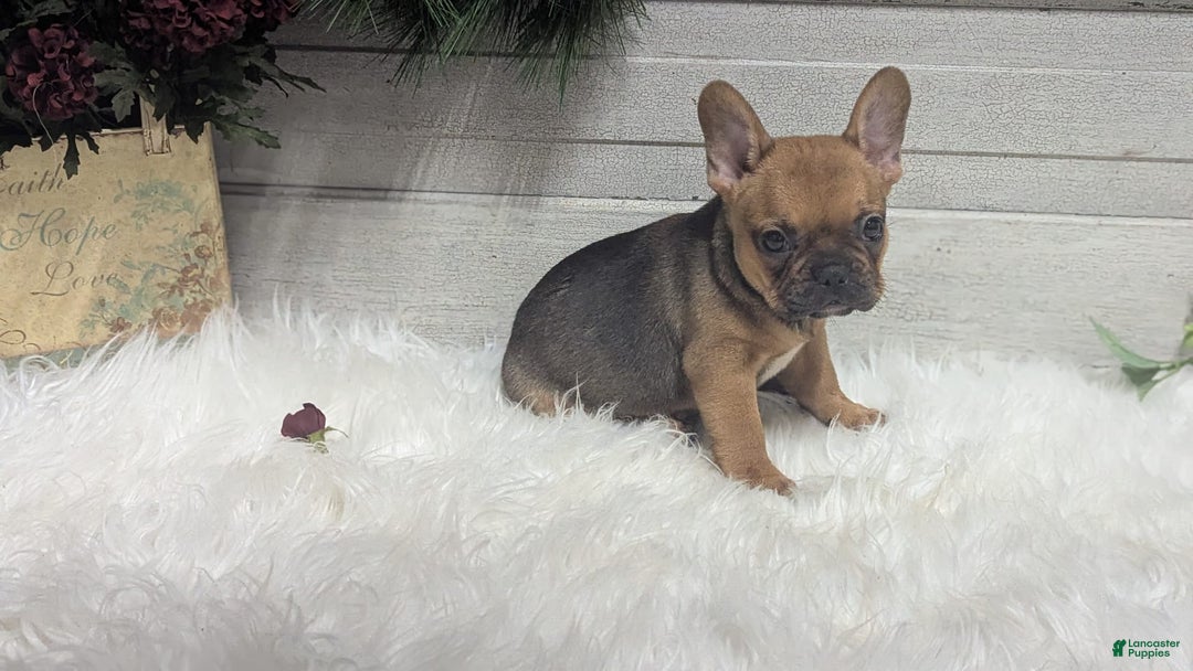 French Bulldog dogs for sale: Robo - Image 2