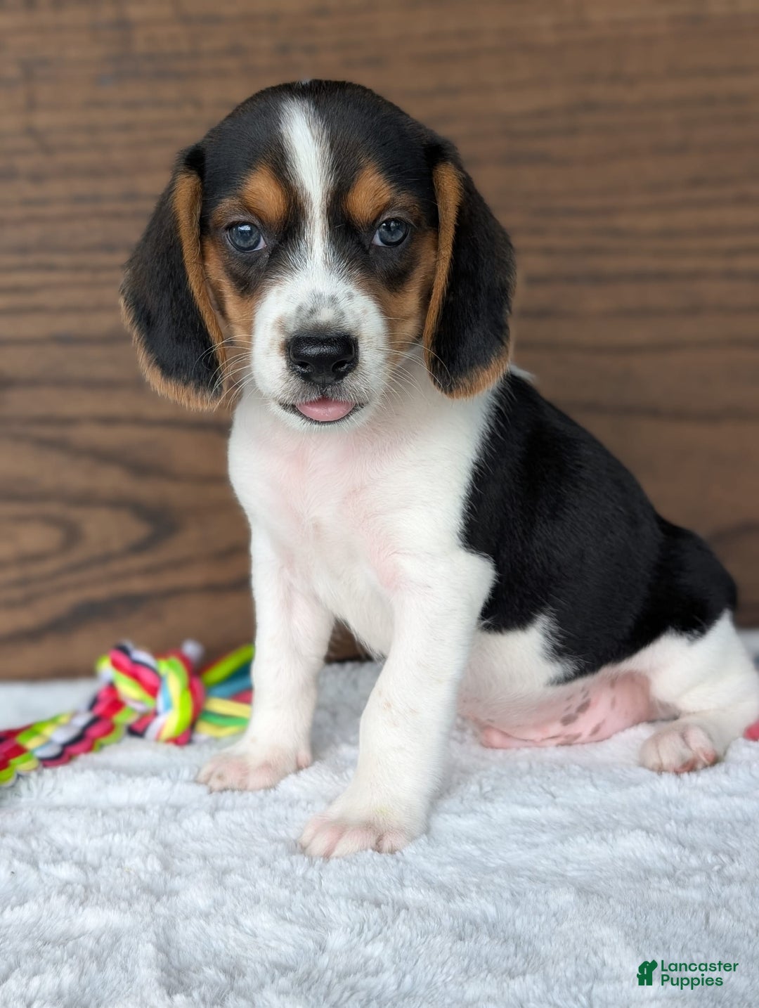 Beagle dogs for sale: Toby - Image 4