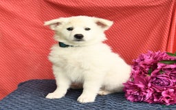 American Eskimo dogs for sale: Moonlight - Image 7