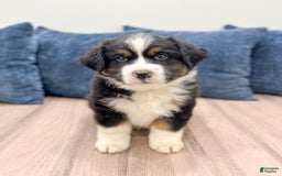 Australian Shepherd dogs for sale: Jake - Image 2