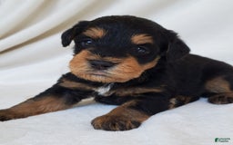 Schnoodle dogs for sale: Dexter - Image 5