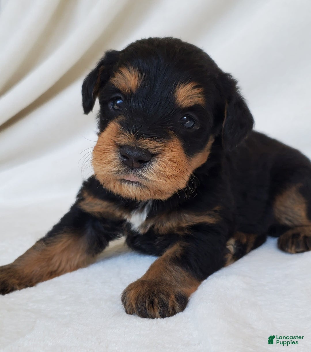Schnoodle dogs for sale: Dexter - Image 5